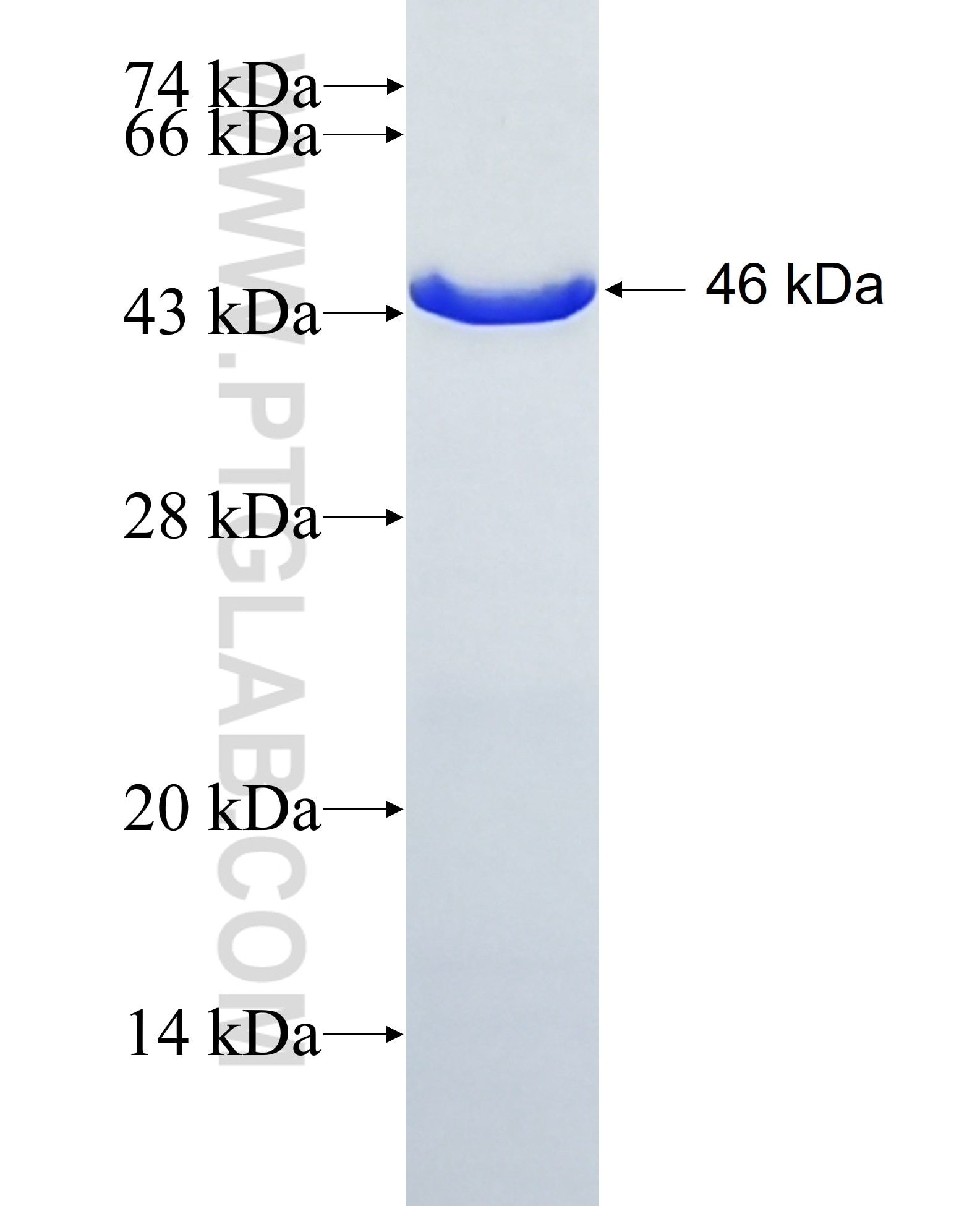 FBX4 fusion protein Ag5013 SDS-PAGE