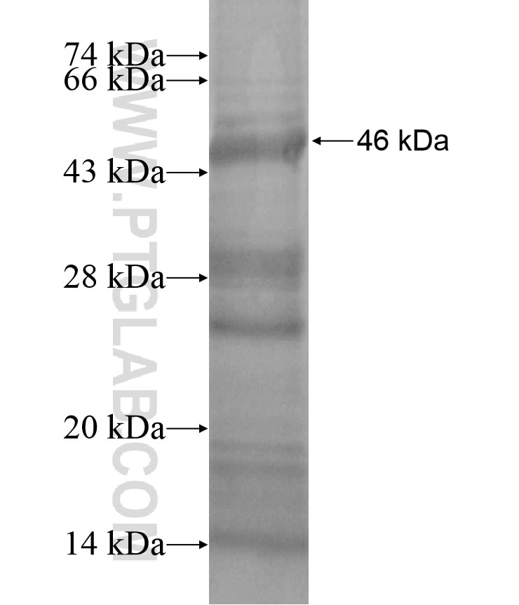 FBXO40 fusion protein Ag17489 SDS-PAGE