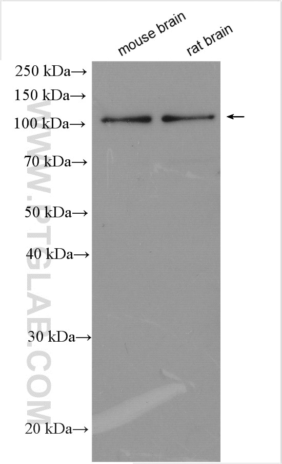 Western Blot (WB) analysis of various lysates using FBXO41 Polyclonal antibody (24519-1-AP)