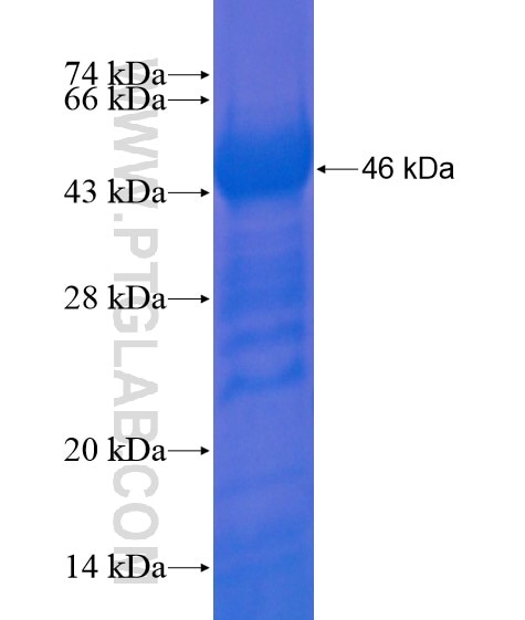 FBXO41 fusion protein Ag21595 SDS-PAGE