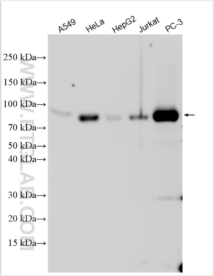 Western Blot (WB) analysis of various lysates using FBXO42 Polyclonal antibody (17806-1-AP)