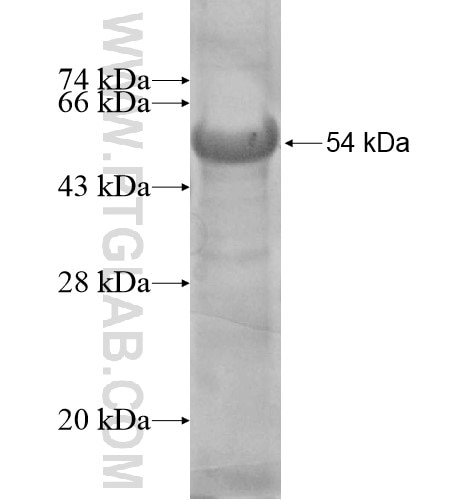 FBXO42 fusion protein Ag12084 SDS-PAGE