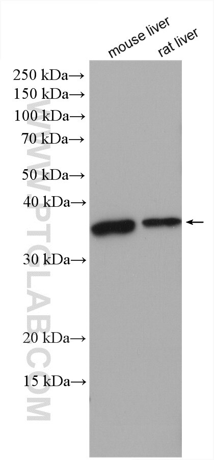 Western Blot (WB) analysis of various lysates using FBXO44 Polyclonal antibody (10626-1-AP)