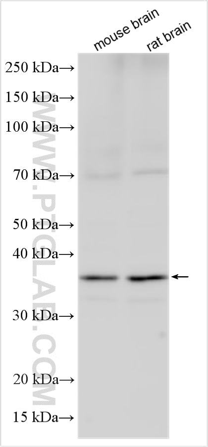 Western Blot (WB) analysis of various lysates using FBXO44 Polyclonal antibody (30162-1-AP)