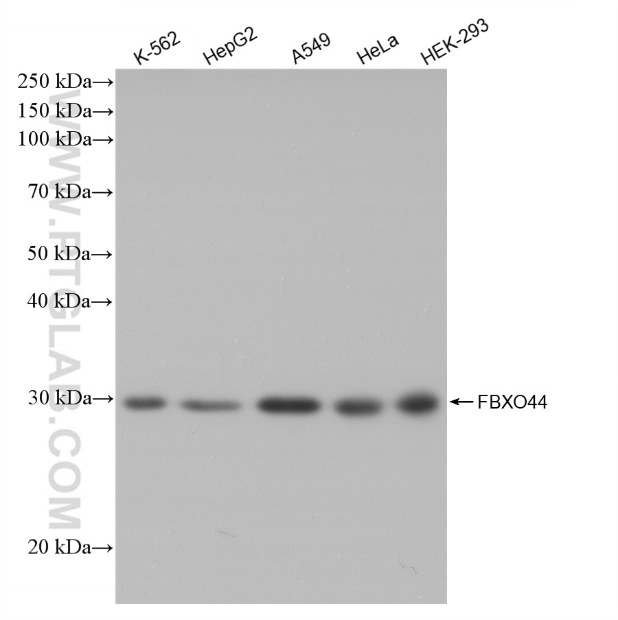 WB analysis using 82857-2-RR