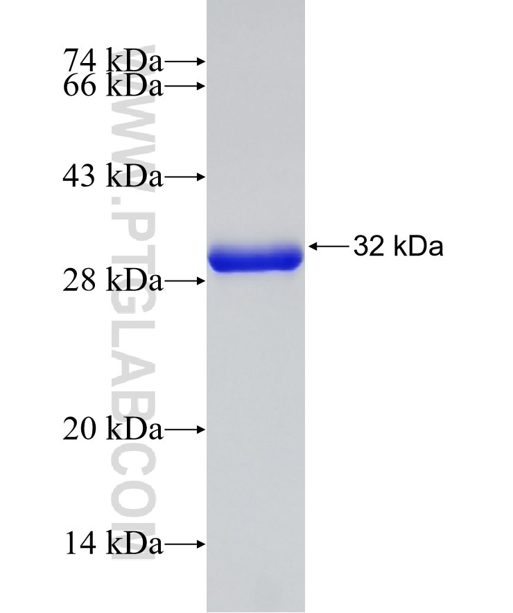 FBXO44 fusion protein Ag32432 SDS-PAGE