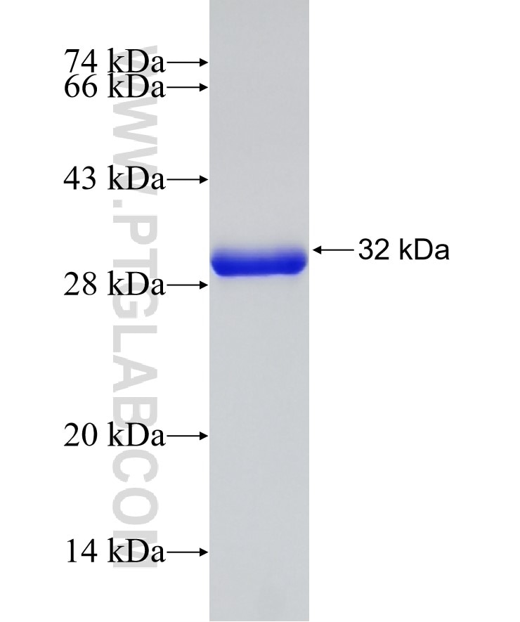 FBXO44 fusion protein Ag32432 SDS-PAGE