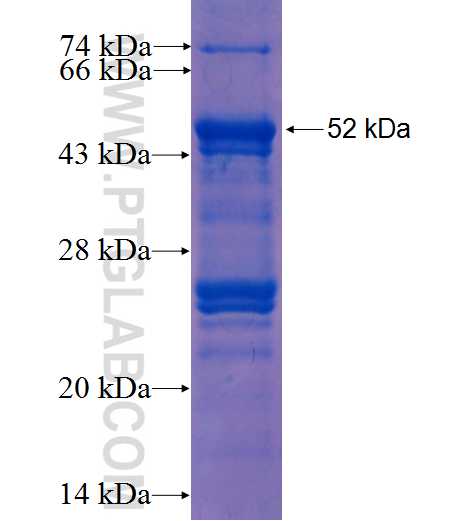FBXO44 fusion protein Ag0977 SDS-PAGE