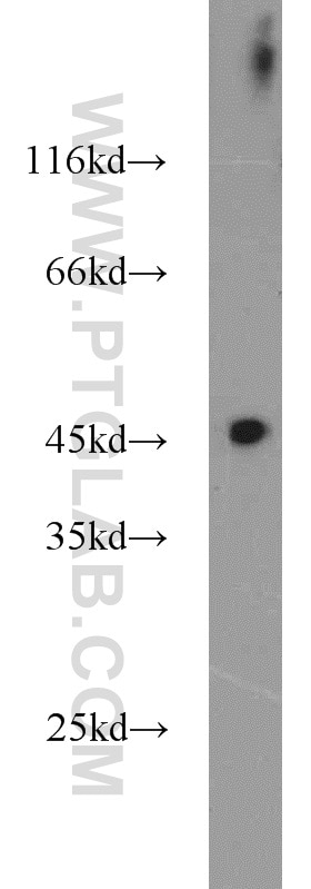 Western Blot (WB) analysis of HepG2 cells using FBXO5 Polyclonal antibody (10872-1-AP)