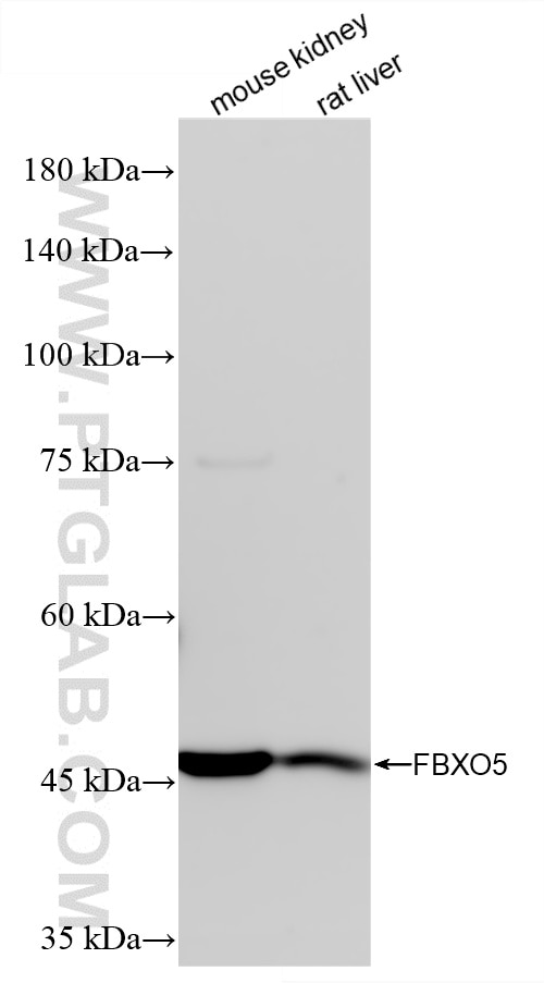 WB analysis using 86814-1-RR (same clone as 86814-1-PBS) Western Blot (WB) analysis of various lysates using FBXO5 Recombinant monoclonal antibody (86814-1-RR)