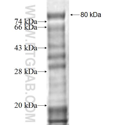 FBXO5 fusion protein Ag1296 SDS-PAGE