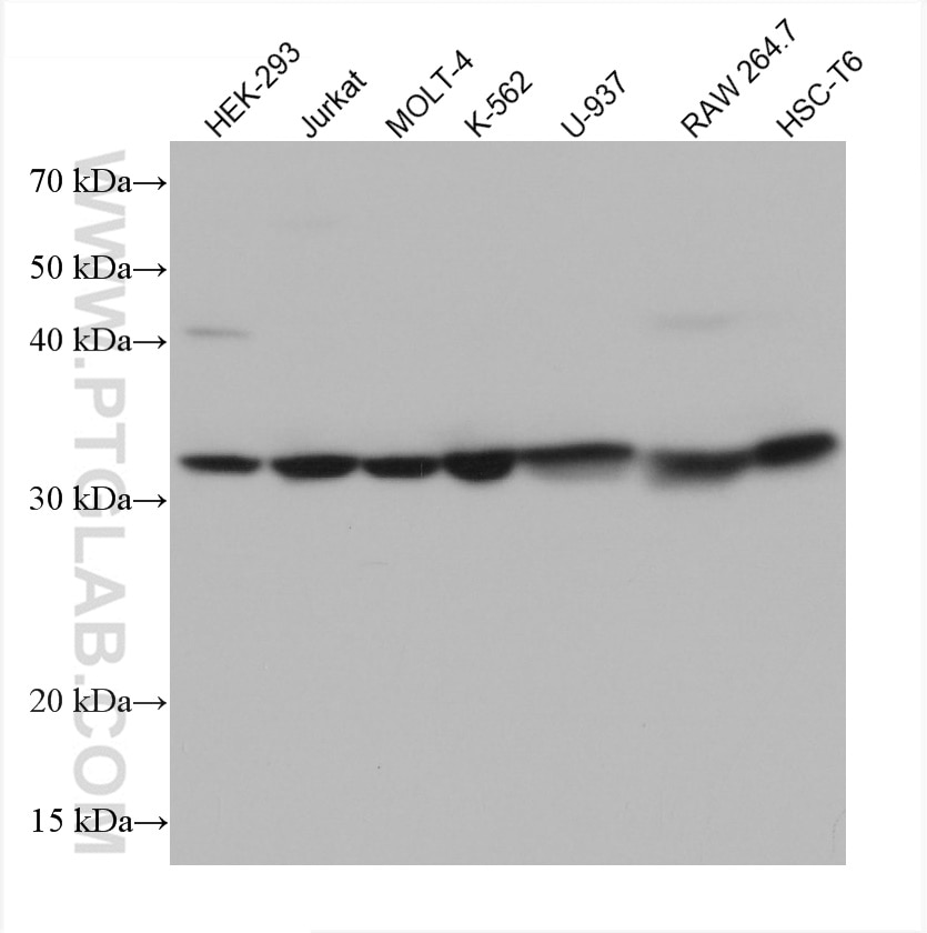 Western Blot (WB) analysis of various lysates using FBXO6 Monoclonal antibody (67697-1-Ig)