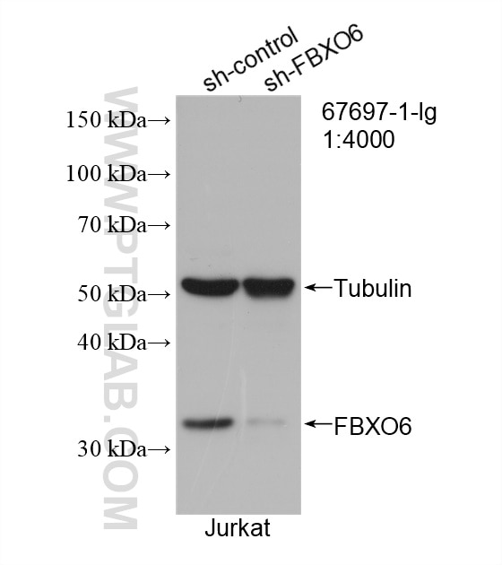 Western Blot (WB) analysis of Jurkat cells using FBXO6 Monoclonal antibody (67697-1-Ig)