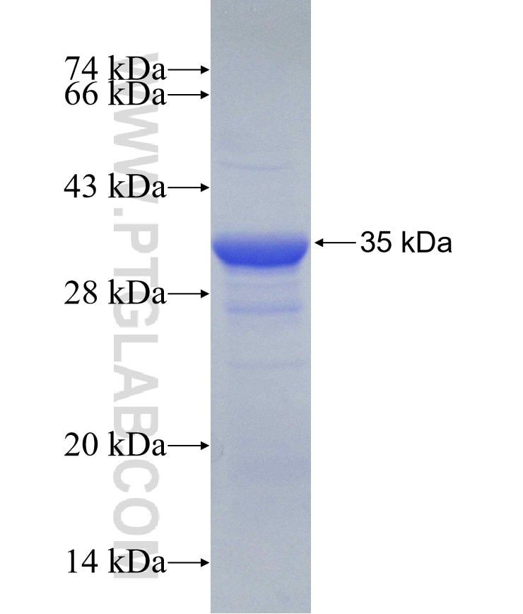 FBXO6 fusion protein Ag30512 SDS-PAGE
