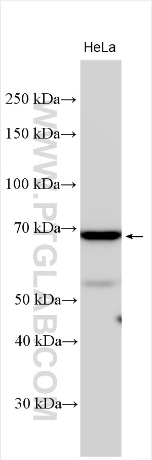 Western Blot (WB) analysis of various lysates using FBXO7 Polyclonal antibody (10696-1-AP)