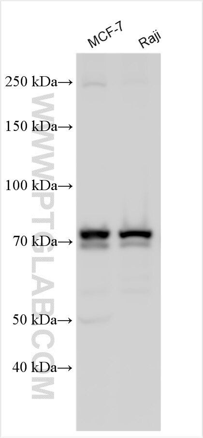 Western Blot (WB) analysis of various lysates using FBXO7 Polyclonal antibody (30458-1-AP)