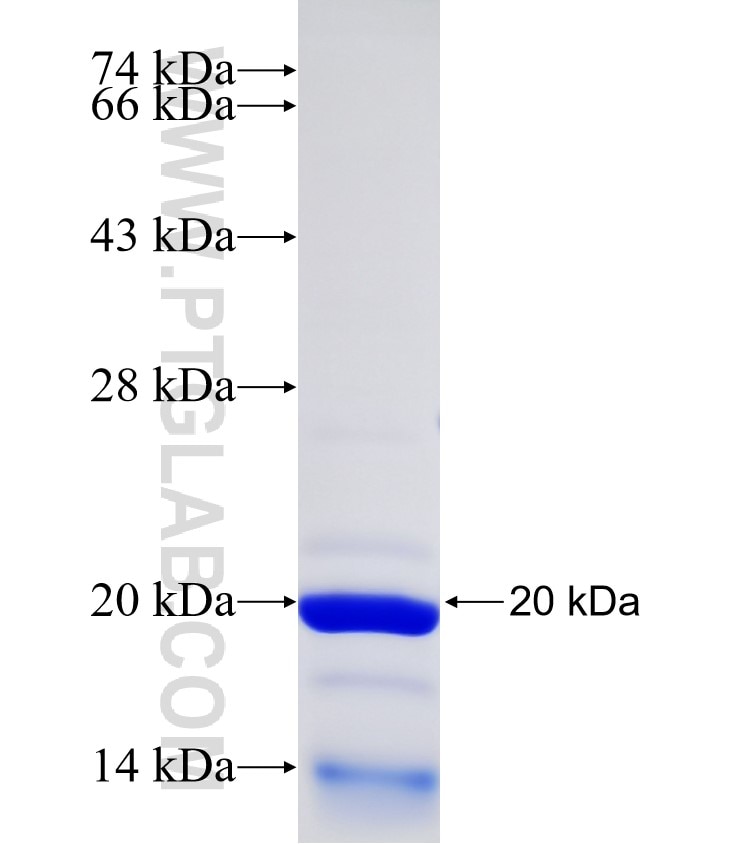 FBXO7 fusion protein Ag32796 SDS-PAGE