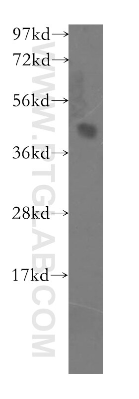 Western Blot (WB) analysis of mouse testis tissue using FBXO8 Polyclonal antibody (11903-1-AP)