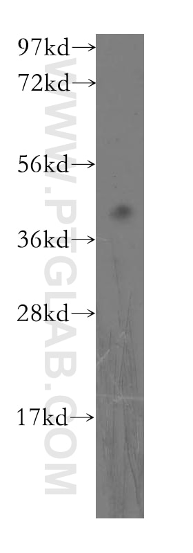 Western Blot (WB) analysis of HeLa cells using FBXO8 Polyclonal antibody (11903-1-AP)
