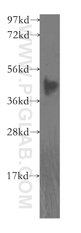 Western Blot (WB) analysis of human placenta tissue using FBXO8 Polyclonal antibody (11903-1-AP)
