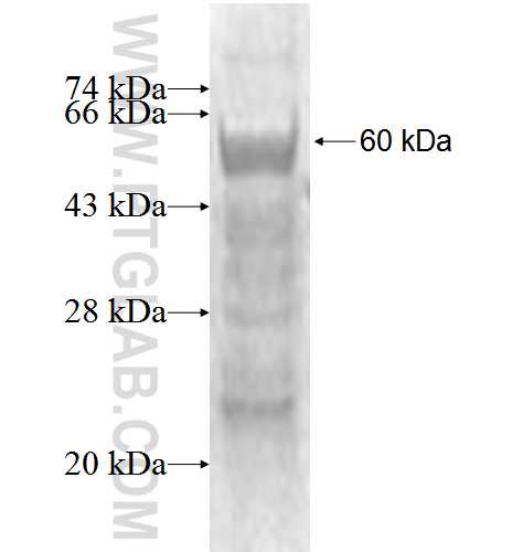FBXO9 fusion protein Ag1643 SDS-PAGE