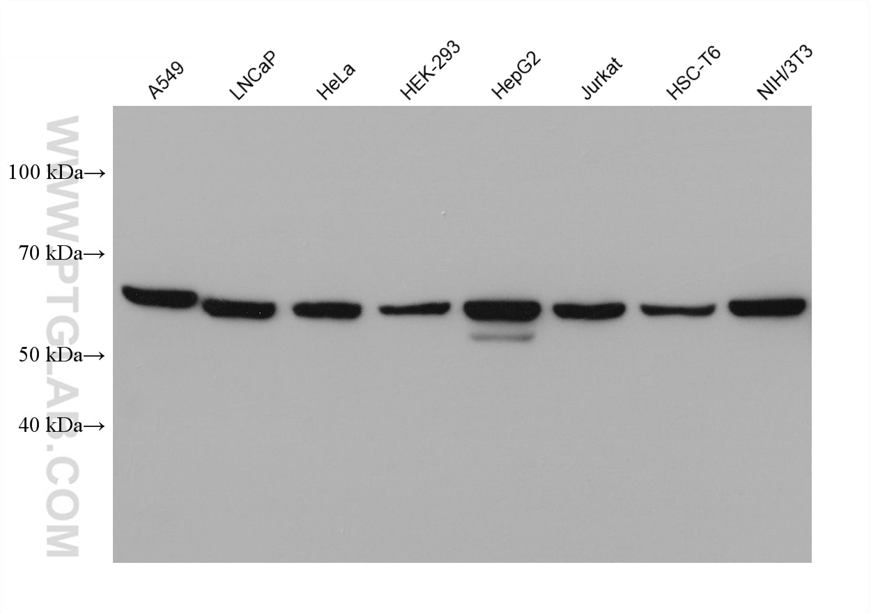 Western Blot (WB) analysis of various lysates using FBXW11 Monoclonal antibody (68090-1-Ig)