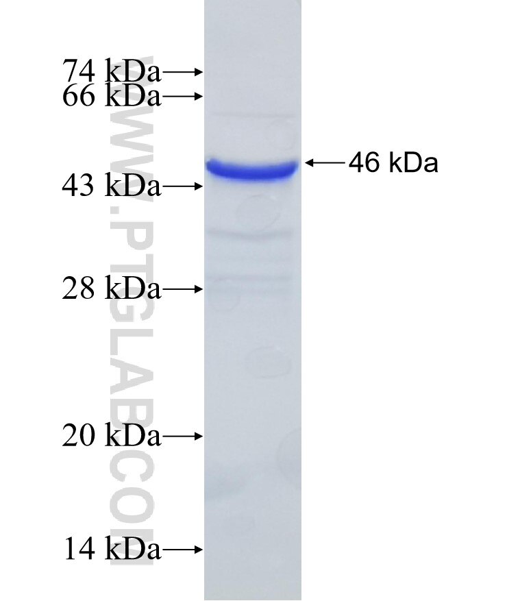 FBXW12 fusion protein Ag16266 SDS-PAGE