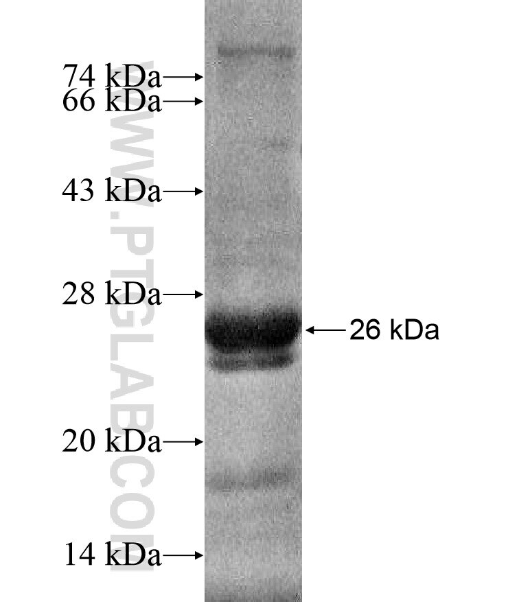 FBXW12 fusion protein Ag17057 SDS-PAGE