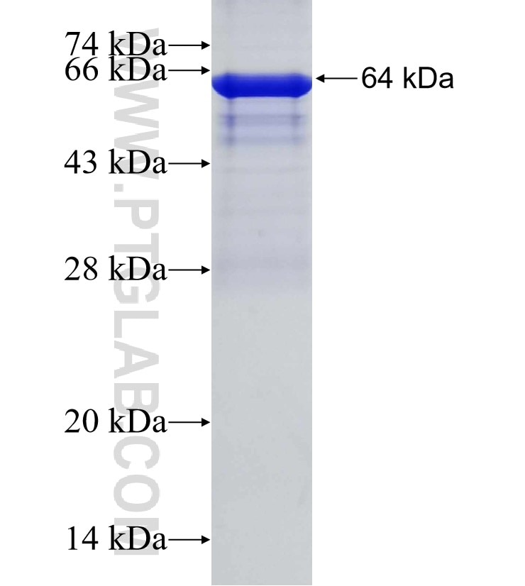 FBXW5 fusion protein Ag13163 SDS-PAGE