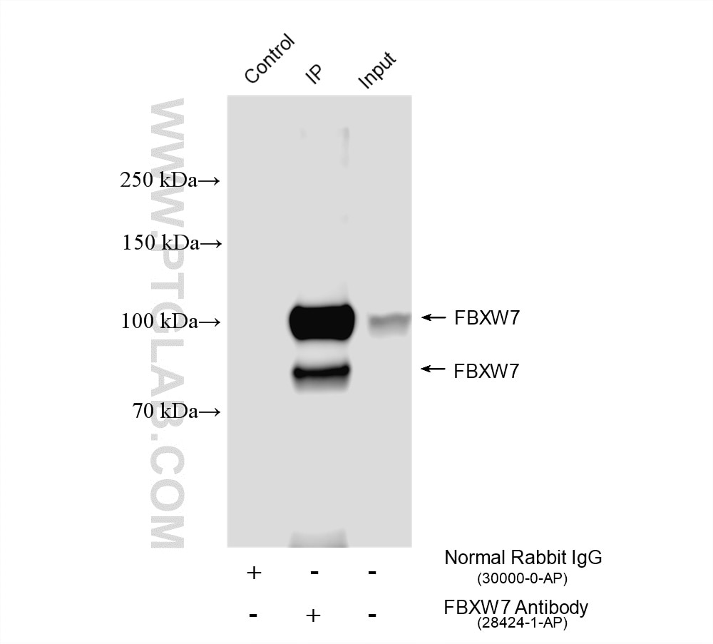 Immunoprecipitation (IP) experiment of HEK-293 cells using FBXW7 Polyclonal antibody (28424-1-AP)