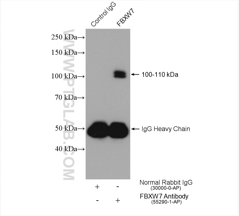 Immunoprecipitation (IP) experiment of HepG2 cells using FBXW7 Polyclonal antibody (55290-1-AP)