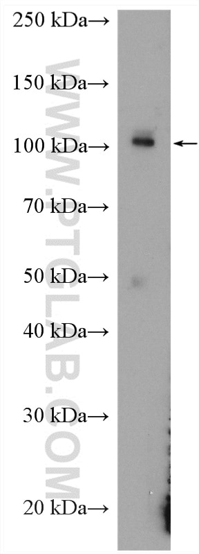 Western Blot (WB) analysis of MCF-7 cells using FBXW7 Polyclonal antibody (55290-1-AP)