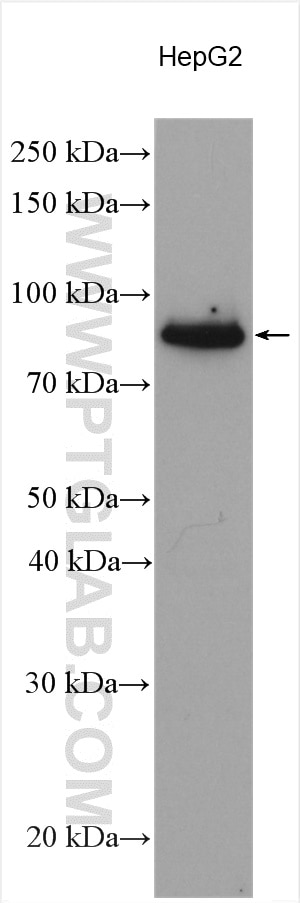 Western Blot (WB) analysis of various lysates using FBXW7 Polyclonal antibody (55290-1-AP)