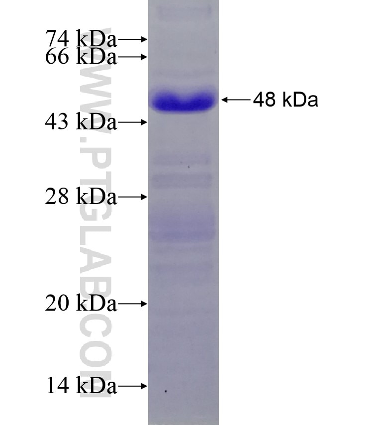 FBXW7 fusion protein Ag28471 SDS-PAGE