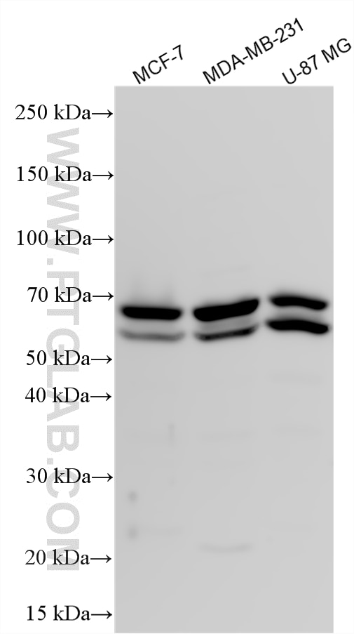 Western Blot (WB) analysis of various lysates using FBXW8 Polyclonal antibody (33578-1-AP)