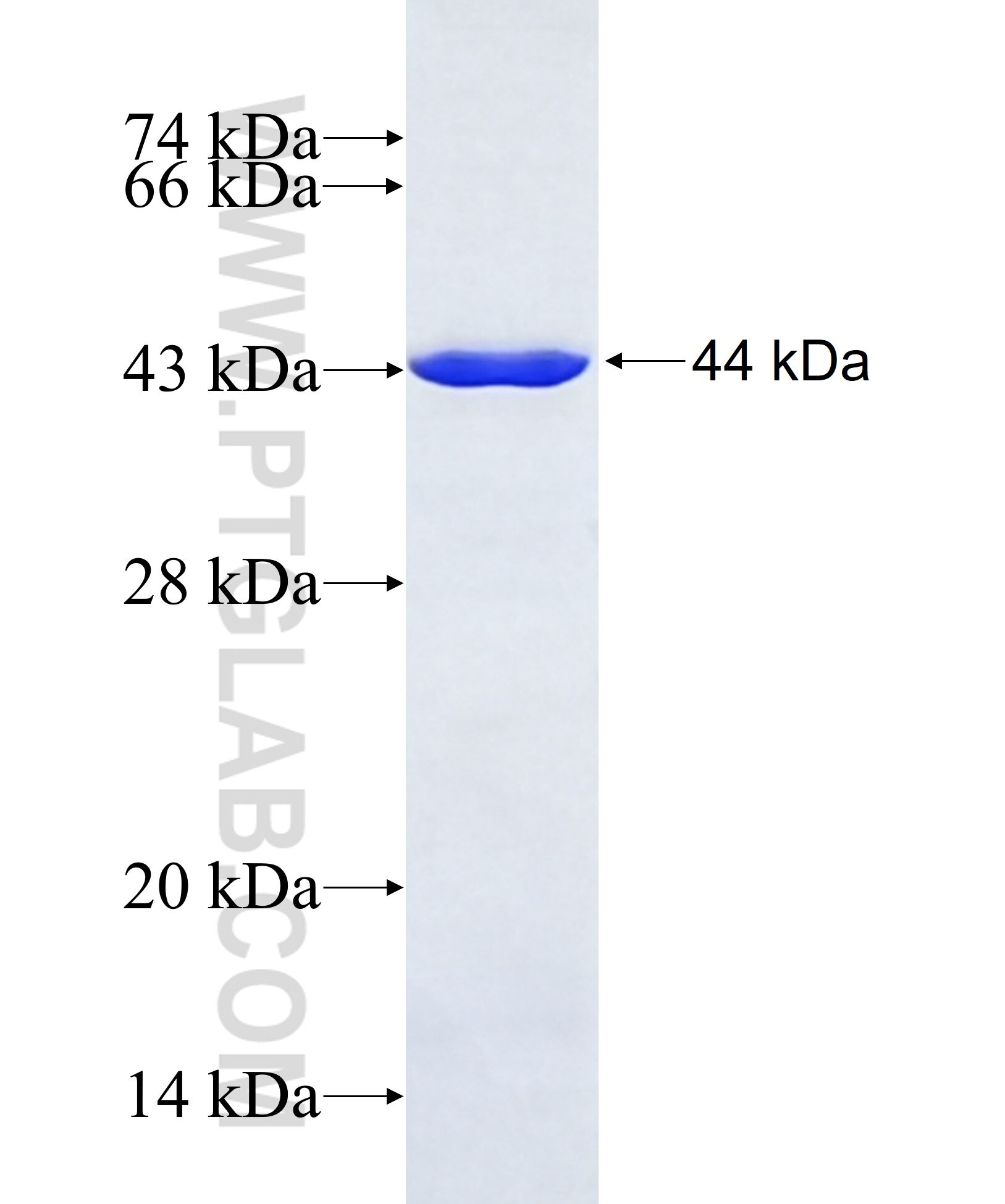 FBXW8 fusion protein Ag40517 SDS-PAGE