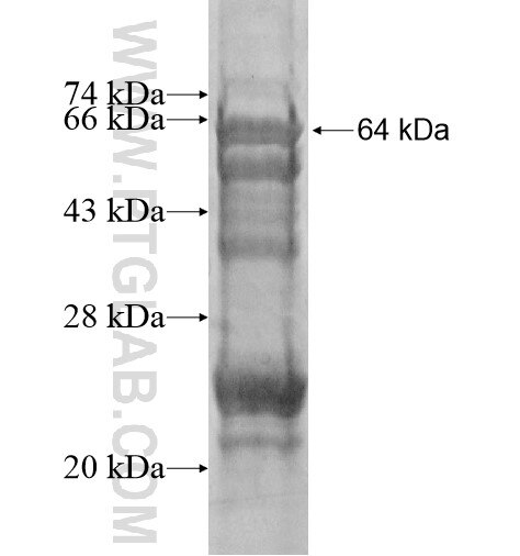 FBXW9 fusion protein Ag14300 SDS-PAGE