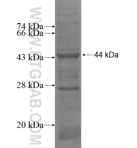 FBXW9 fusion protein Ag14848 SDS-PAGE