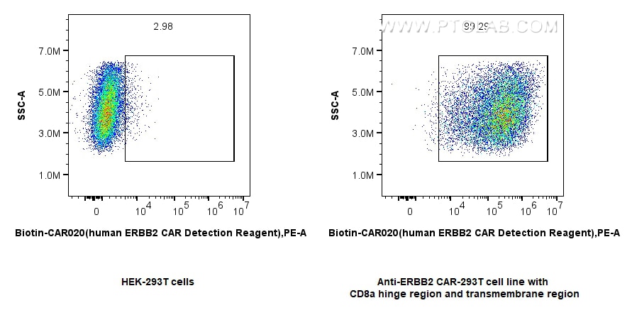 1x10^6 HEK-293 cells or anti-HER2/ErbB2 CAR pool with CD8a hinge region and transmembrane region transfected HEK-293 cells were surface stained with 0.25 ug FcZero-CAR™ Biotin-HER2/ErbB2 CAR Detection Reagent, Human (Biotin-CAR020) and Streptavidin-PE Conjugate (PE-PF00030). Cells were not fixed.