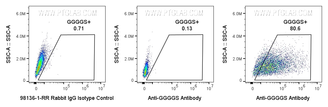 0.5x10^6 GGGGS-transfected HEK293 cells were stained with 0.5ug Anti-GGGGS Recombinant Monoclonal Antibody (CT-1002) (red) or Rabbit IgG Isotype Control (98136-1-RR) (blue). 0.5x10^6 untransfected HEK293 cells were stained with 0.5ug Anti-GGGGS Recombinant Monoclonal Antibody (CT-1002-GMP) (black dashed). All cells were then stained with CL647-conjugated Donkey Anti-Rabbit Secondary (SA00014-7) at 1:500. Propidium Iodide was included in the final resuspension buffer at 1:1000.​ Cells were gated on Live (PI-), then the cell population in FSC vs. SSC, then single cells, then for positive signal in the APC-A channel.
