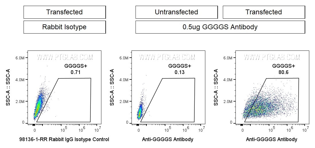 0.5x10^6 GGGGS-transfected HEK293 cells were stained with 0.5ug Anti-GGGGS Recombinant Monoclonal Antibody (CT-1002) (red) or Rabbit IgG Isotype Control (98136-1-RR) (blue). 0.5x10^6 untransfected HEK293 cells were stained with 0.5ug Anti-GGGGS Recombinant Monoclonal Antibody (CT-1002-GMP) (black dashed). All cells were then stained with CL647-conjugated Donkey Anti-Rabbit Secondary (SA00014-7) at 1:500. Propidium Iodide was included in the final resuspension buffer at 1:1000.​ Cells were gated on Live (PI-), then the cell population in FSC vs. SSC, then single cells, then for positive signal in the APC-A channel.
