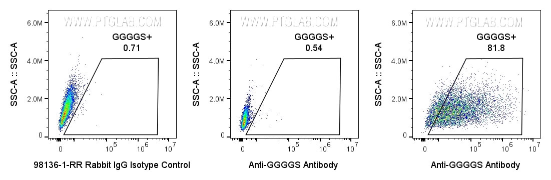 0.5x10^6 GGGGS-transfected HEK293 cells were stained with 0.5ug Anti-GGGGS Recombinant Monoclonal Antibody (CT-1002-GMP) (right) or Rabbit IgG Isotype Control (98136-1-RR) (left). 0.5x10^6 untransfected HEK293 cells were stained with 0.5ug Anti-GGGGS Recombinant Monoclonal Antibody (CT-1002-GMP) (center). All cells were then stained with CL647-conjugated Donkey Anti-Rabbit Secondary (SA00014-7) at 1:500. Propidium Iodide was included in the final resuspension buffer at 1:1000. Cells were gated on Live (PI-), then the cell population in FSC vs. SSC, then single cells, then for positive signal in the APC-A channel. 0.5x10^6 GGGGS-transfected HEK293 cells were stained with 0.5ug Anti-GGGGS Recombinant Monoclonal Antibody (CT-1002-GMP) (right) or Rabbit IgG Isotype Control (98136-1-RR) (left). 0.5x10^6 untransfected HEK293 cells were stained with 0.5ug Anti-GGGGS Recombinant Monoclonal Antibody (CT-1002-GMP) (center). All cells were then stained with CL647-conjugated Donkey Anti-Rabbit Secondary (SA00014-7) at 1:500. Propidium Iodide was included in the final resuspension buffer at 1:1000. Cells were gated on Live (PI-), then the cell population in FSC vs. SSC, then single cells, then for positive signal in the APC-A channel.