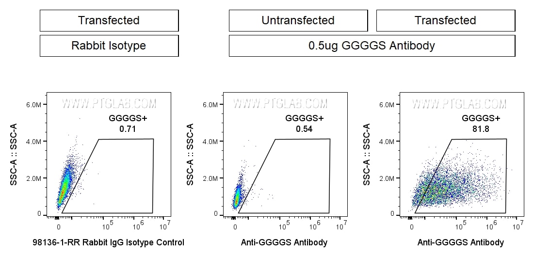 0.5x10^6 GGGGS-transfected HEK293 cells were stained with 0.5ug Anti-GGGGS Recombinant Monoclonal Antibody (CT-1002-GMP) (right) or Rabbit IgG Isotype Control (98136-1-RR) (left). 0.5x10^6 untransfected HEK293 cells were stained with 0.5ug Anti-GGGGS Recombinant Monoclonal Antibody (CT-1002-GMP) (center). All cells were then stained with CL647-conjugated Donkey Anti-Rabbit Secondary (SA00014-7) at 1:500. Propidium Iodide was included in the final resuspension buffer at 1:1000. Cells were gated on Live (PI-), then the cell population in FSC vs. SSC, then single cells, then for positive signal in the APC-A channel. 0.5x10^6 GGGGS-transfected HEK293 cells were stained with 0.5ug Anti-GGGGS Recombinant Monoclonal Antibody (CT-1002-GMP) (right) or Rabbit IgG Isotype Control (98136-1-RR) (left). 0.5x10^6 untransfected HEK293 cells were stained with 0.5ug Anti-GGGGS Recombinant Monoclonal Antibody (CT-1002-GMP) (center). All cells were then stained with CL647-conjugated Donkey Anti-Rabbit Secondary (SA00014-7) at 1:500. Propidium Iodide was included in the final resuspension buffer at 1:1000. Cells were gated on Live (PI-), then the cell population in FSC vs. SSC, then single cells, then for positive signal in the APC-A channel.