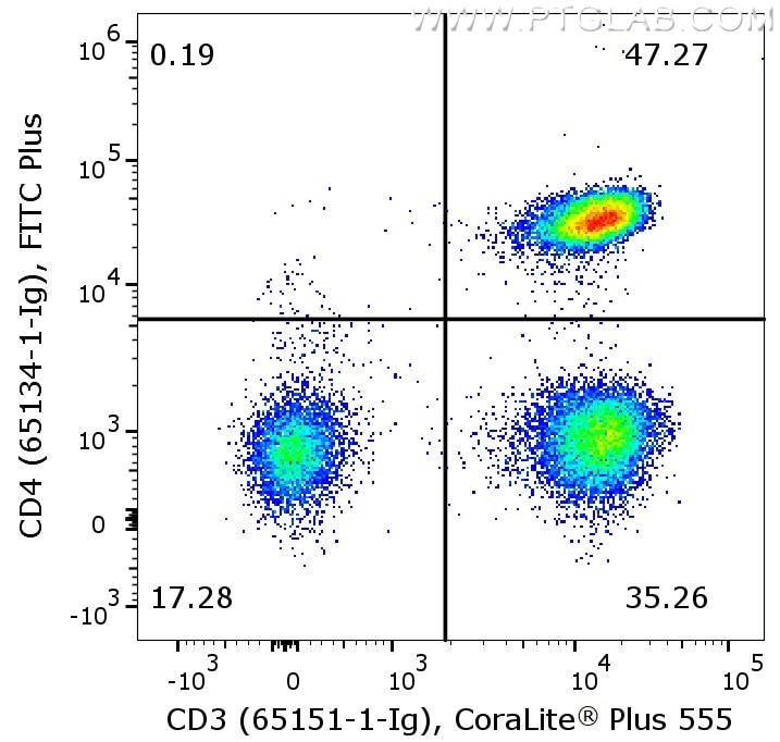 Flow cytometry of PBMC. 1X10^6 human peripheral blood mononuclear cells (PBMCs) were stained with anti-human CD3 (clone UCHT1, 65151-1-Ig) labeled with FlexAble CoraLite Plus 555 Kit (KFA022) and anti-human CD4 (clone OKT4, 65134-1-Ig) labeled with FlexAble FITC Plus Kit (KFA068).  Cells are not fixed, lymphocytes are gated.