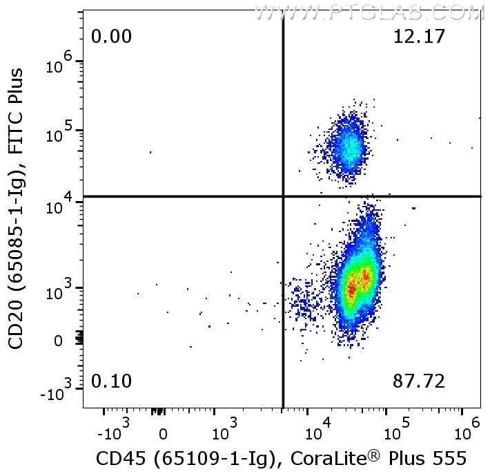 Flow cytometry of PBMC. 1X10^6 human peripheral blood mononuclear cells (PBMCs) were stained with anti-human CD45 (clone HI30, 65109-1-Ig) labeled with FlexAble CoraLite Plus 555 Kit (KFA022) and anti-human CD20 (clone 2G7, 65085-1-Ig) labeled with FlexAble FITC Plus Kit (KFA068).