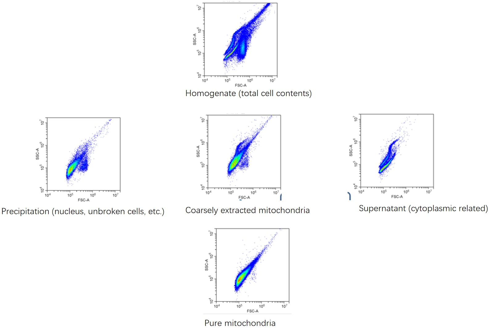 Mitochondria were isolated from the livers of BALB/c mice using the Mitochondrial Isolation and Protein Extraction Kit (PK10016). The pellet and supernatant obtained during the isolation process were each diluted 100-fold and analysed by flow cytometry.