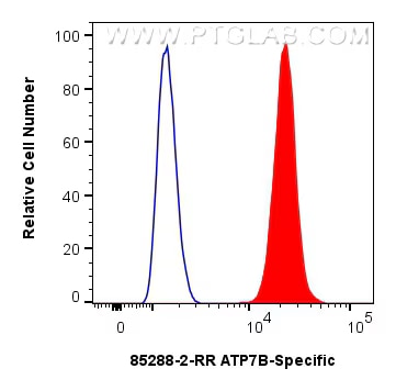1x10^6 HepG2 cells were intracellularly stained with 0.25 ug ATP7B-Specific Recombinant antibody (85288-2-RR, Clone:242827B3) and CoraLite®488-Conjugated Goat Anti-Rabbit IgG(H+L) (SA00013-2)(red), or 0.25 ug Rabbit IgG Isotype Control RecAb (98136-1-RR, Clone: 240953C9) (blue). Cells were fixed with 4% PFA and permeabilized with Flow Cytometry Perm Buffer (PF00011-C).