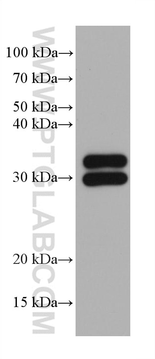 Western Blot (WB) analysis of Eg0212 using FC of Human IgG Monoclonal antibody (68275-1-Ig)