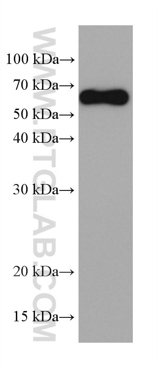 Western Blot (WB) analysis of Eg0327 using FC of Human IgG Monoclonal antibody (68275-1-Ig)