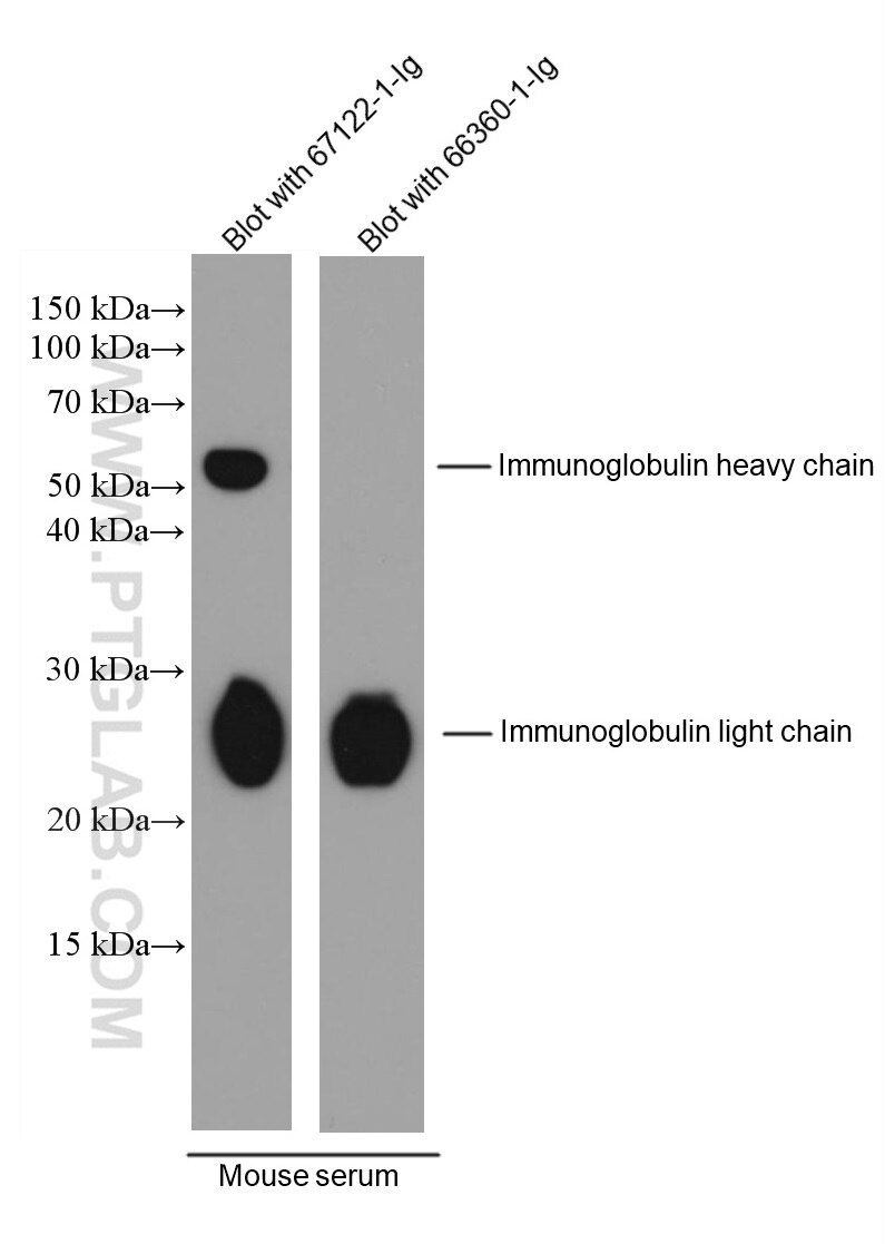 Western Blot (WB) analysis of various lysates using mFC tag Monoclonal antibody (67122-1-Ig)